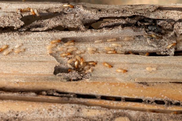 Best Flea Control Services  in White City, FL