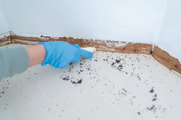 Best Pest Control Near Me  in White City, FL