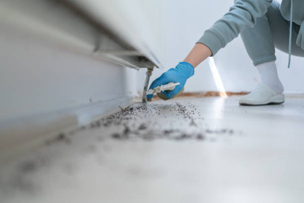 Best Ant Control Services  in White City, FL